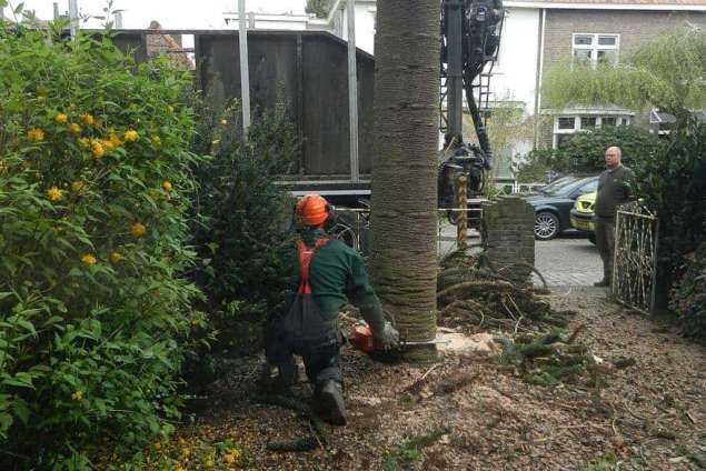 bomen velen 